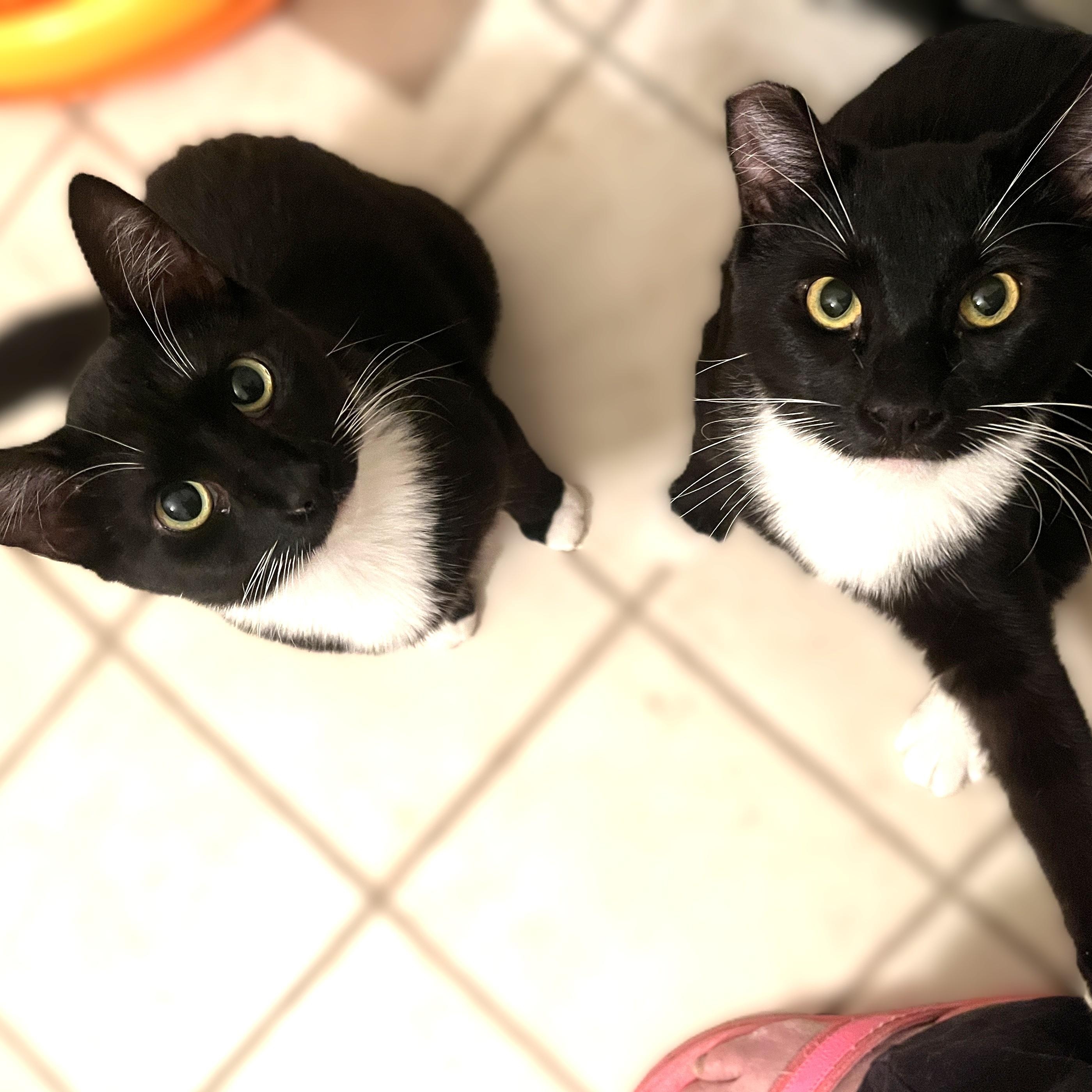 Piper, a Adoptable Domestic Short Hair in Shingletown, CA image 6/6