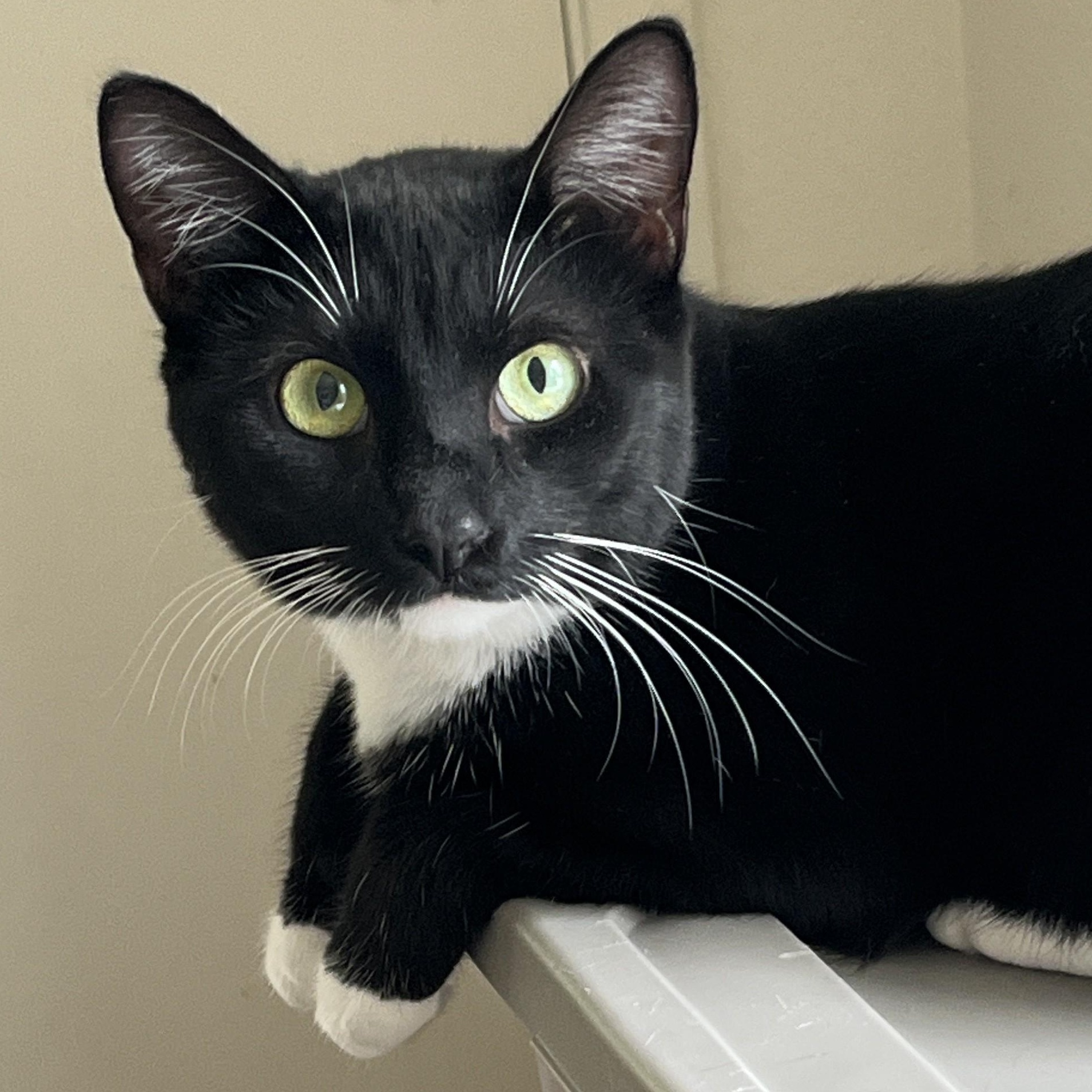 Piper, Adoptable, Young Female Domestic Short Hair.