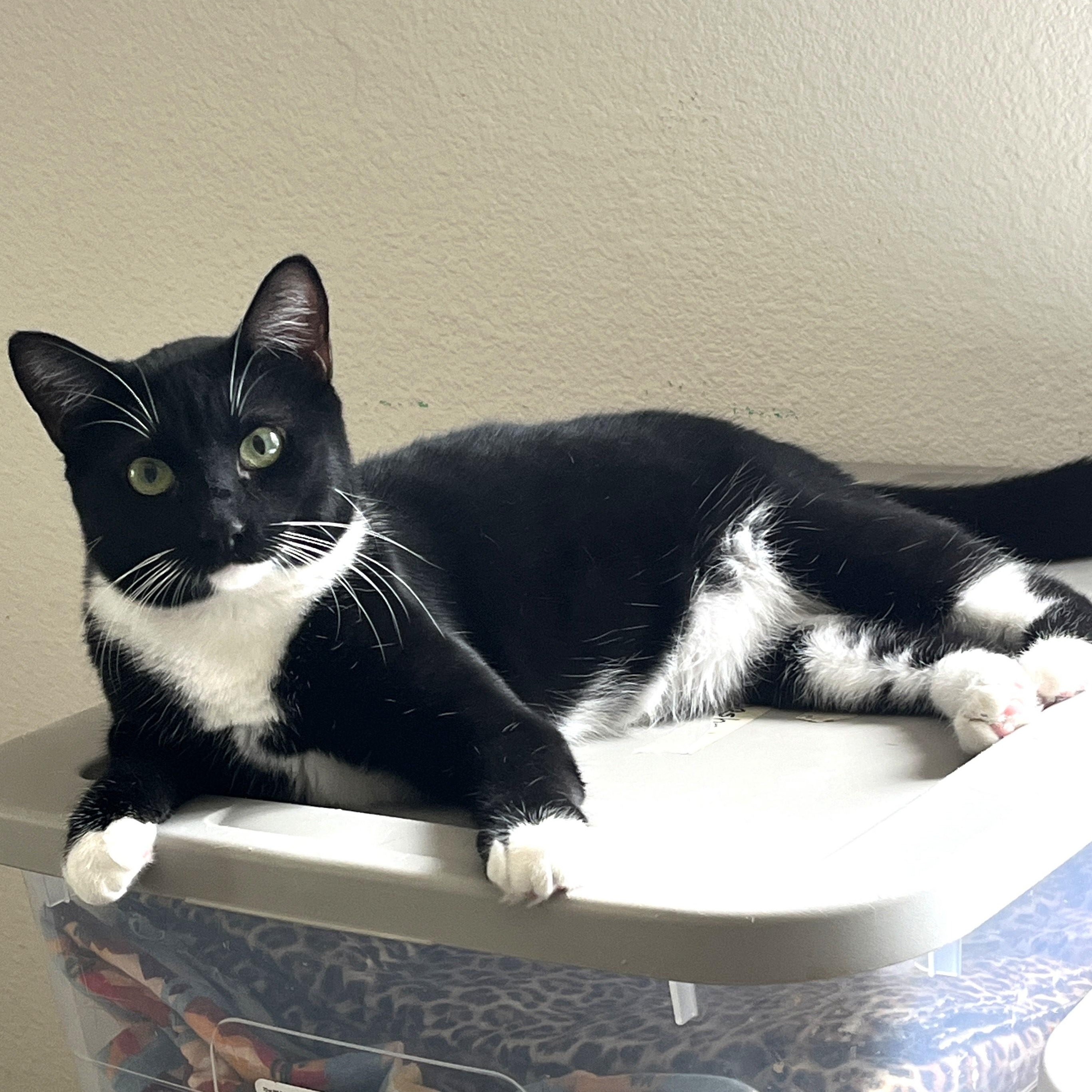 Piper, an adoptable Domestic Short Hair in Shingletown, CA, 96088 | Photo Image 2