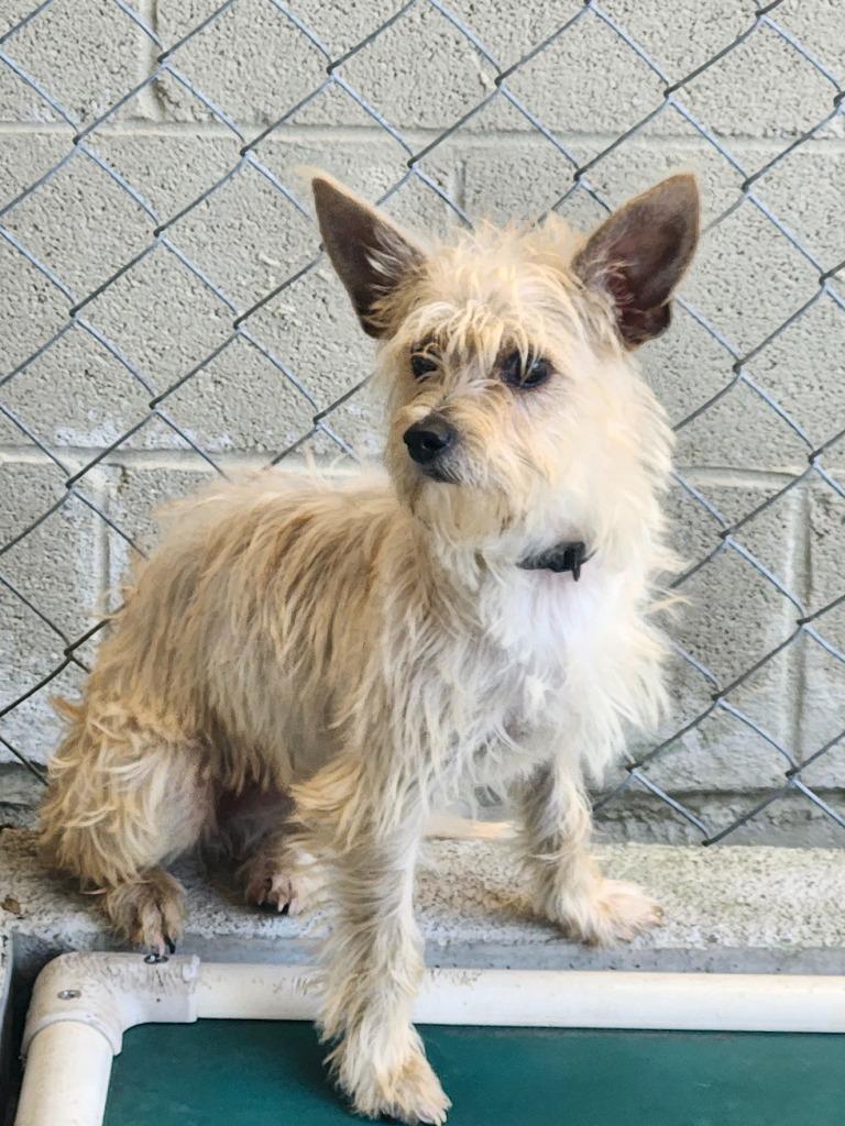 Enlarge WHOPPER, a Adoptable mixed breed in Athens, AL image 1/2