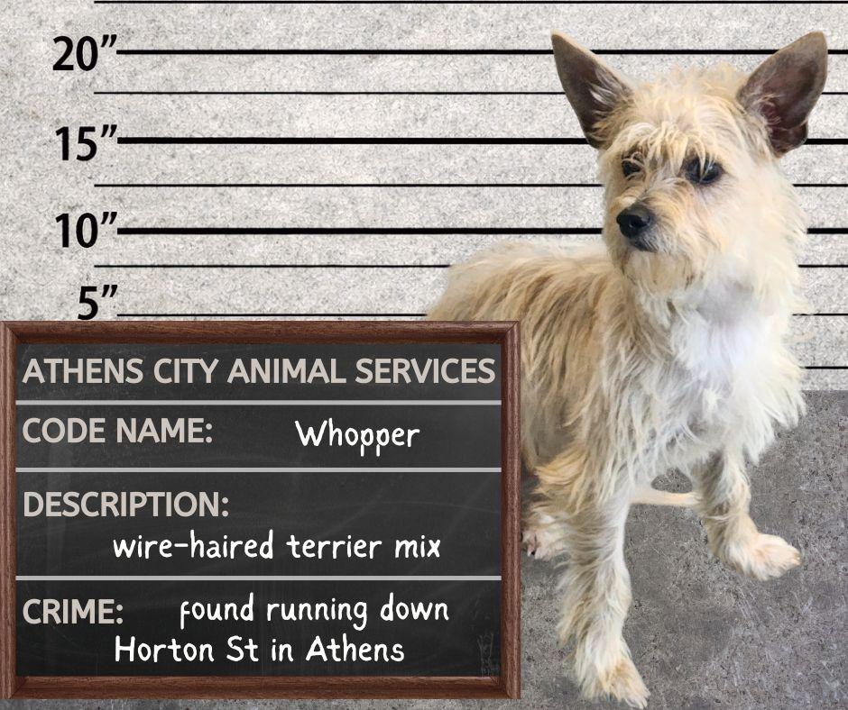 WHOPPER - STRAY HOLD UNTIL 6/8/26, Adoptable, Young Male Wirehaired Terrier & Mixed Breed.