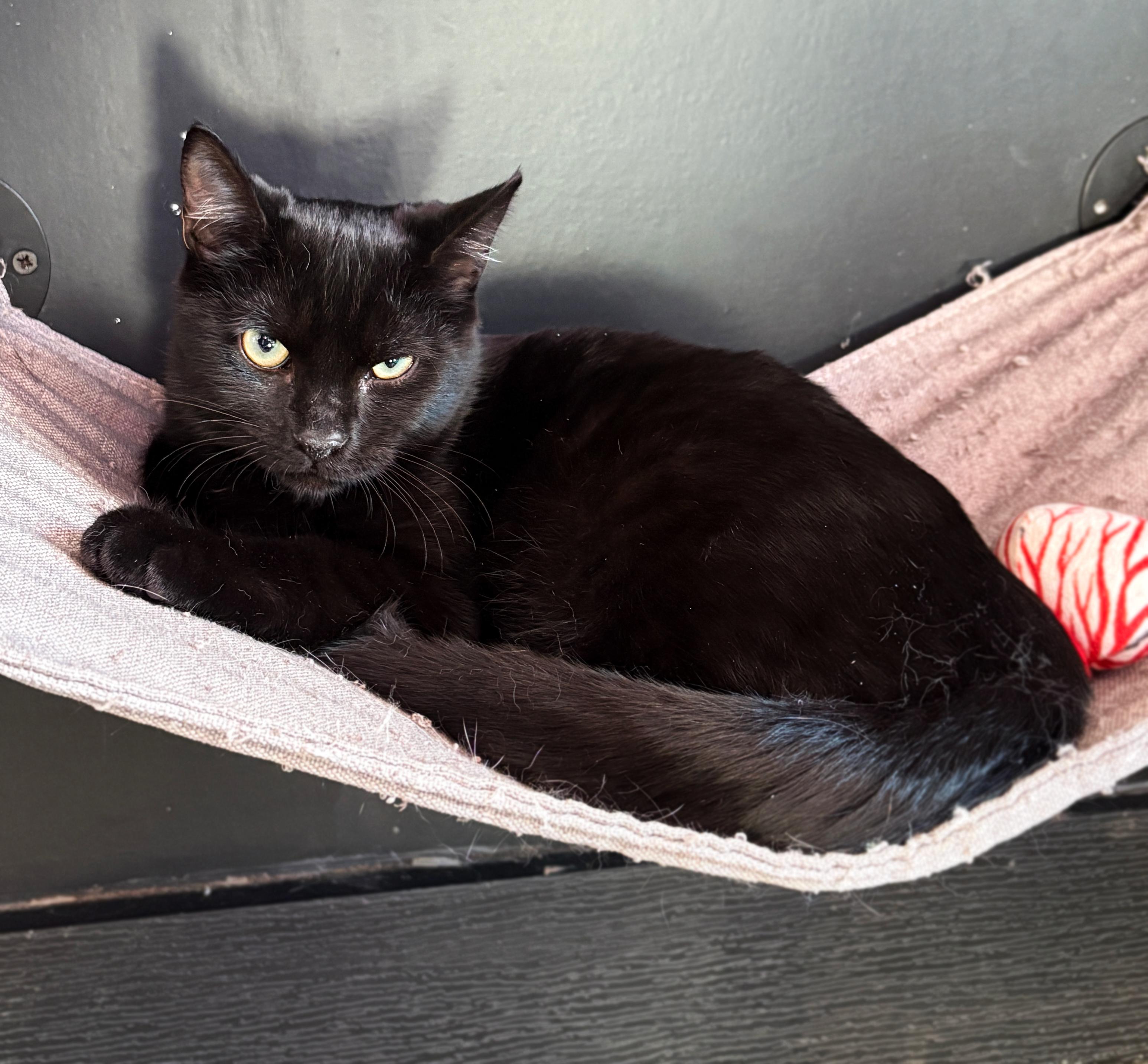 Inoli, Adoptable, Young Male Domestic Short Hair.