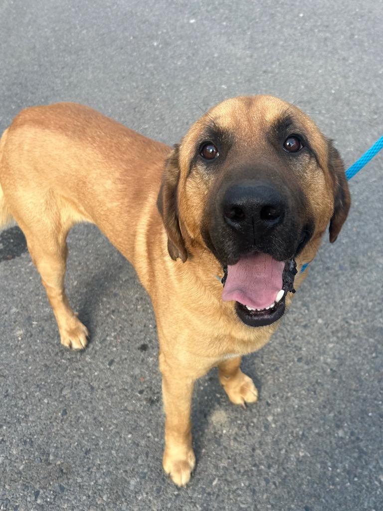 Bandit, Adoptable, Young Male Hound.