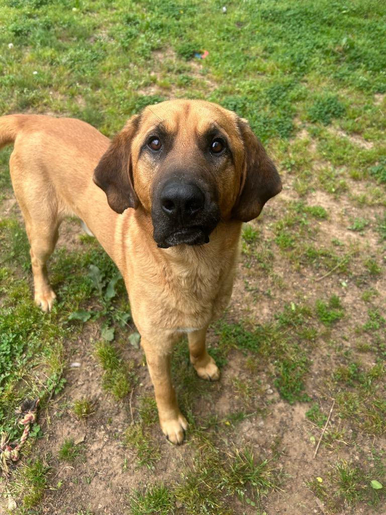 Enlarge Bandit, a Adoptable Hound in Benton, AR image 2/2