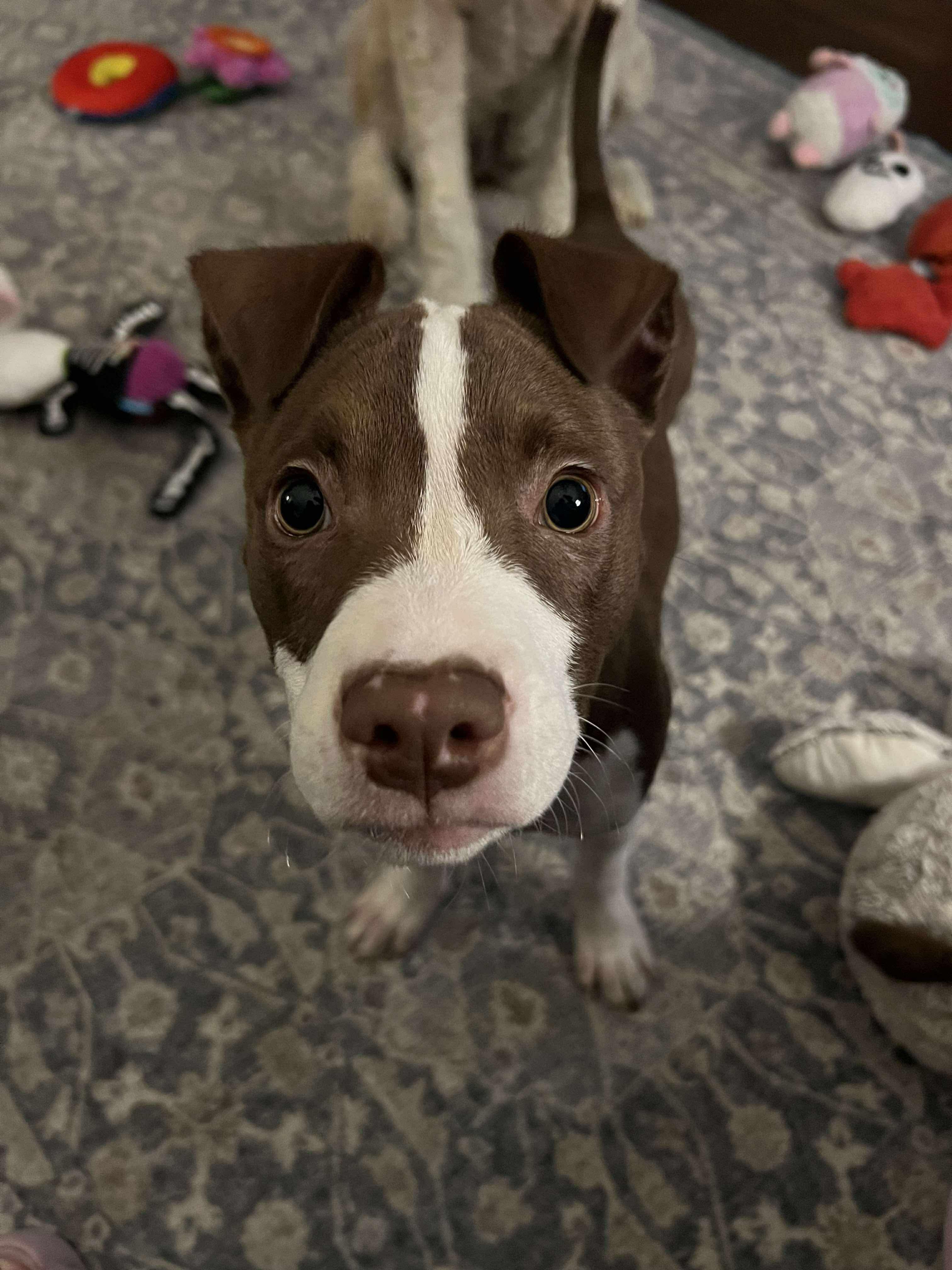 Potato (Lauren-fostered in TN)