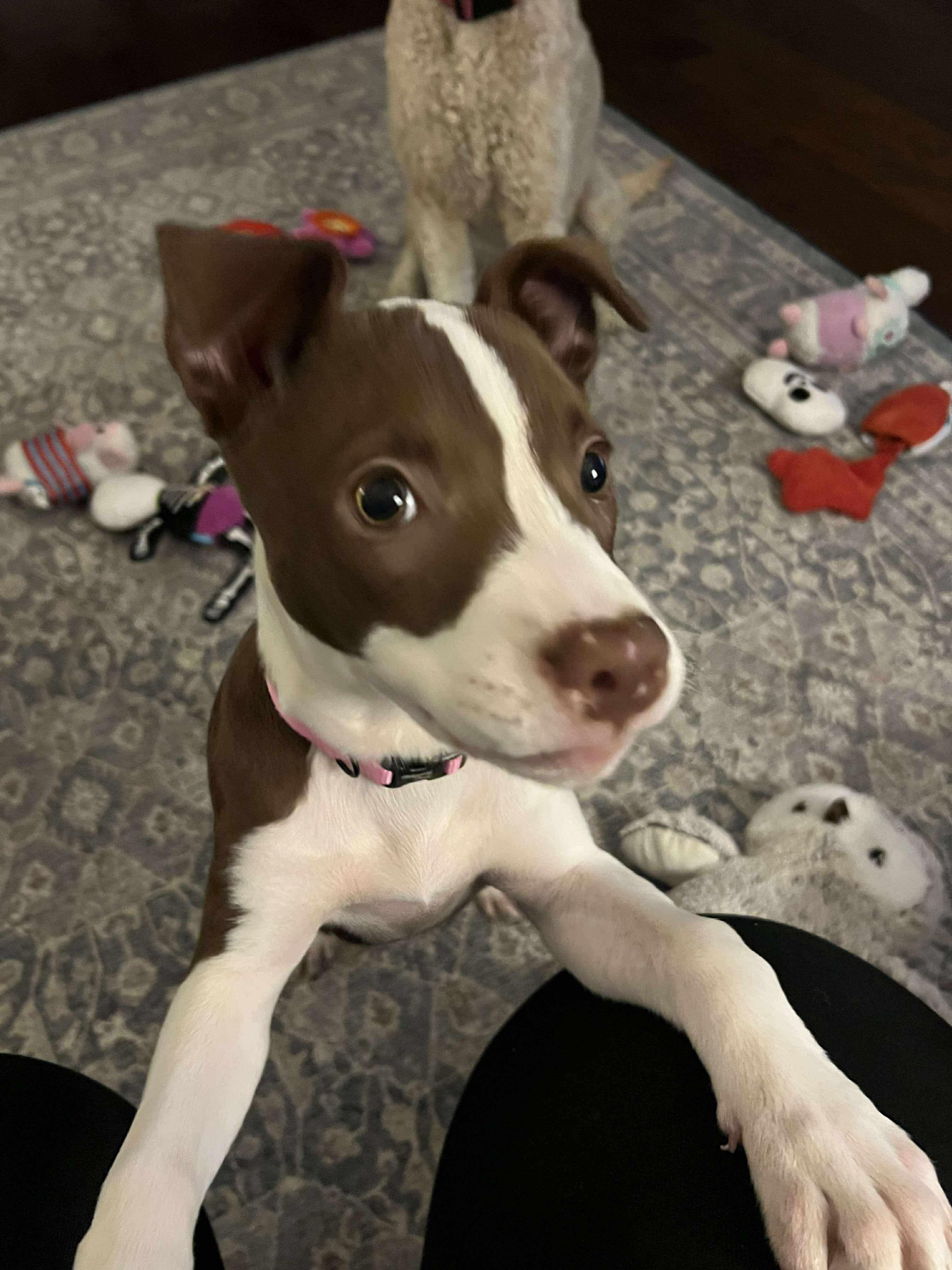 Potato (Lauren-fostered in TN)