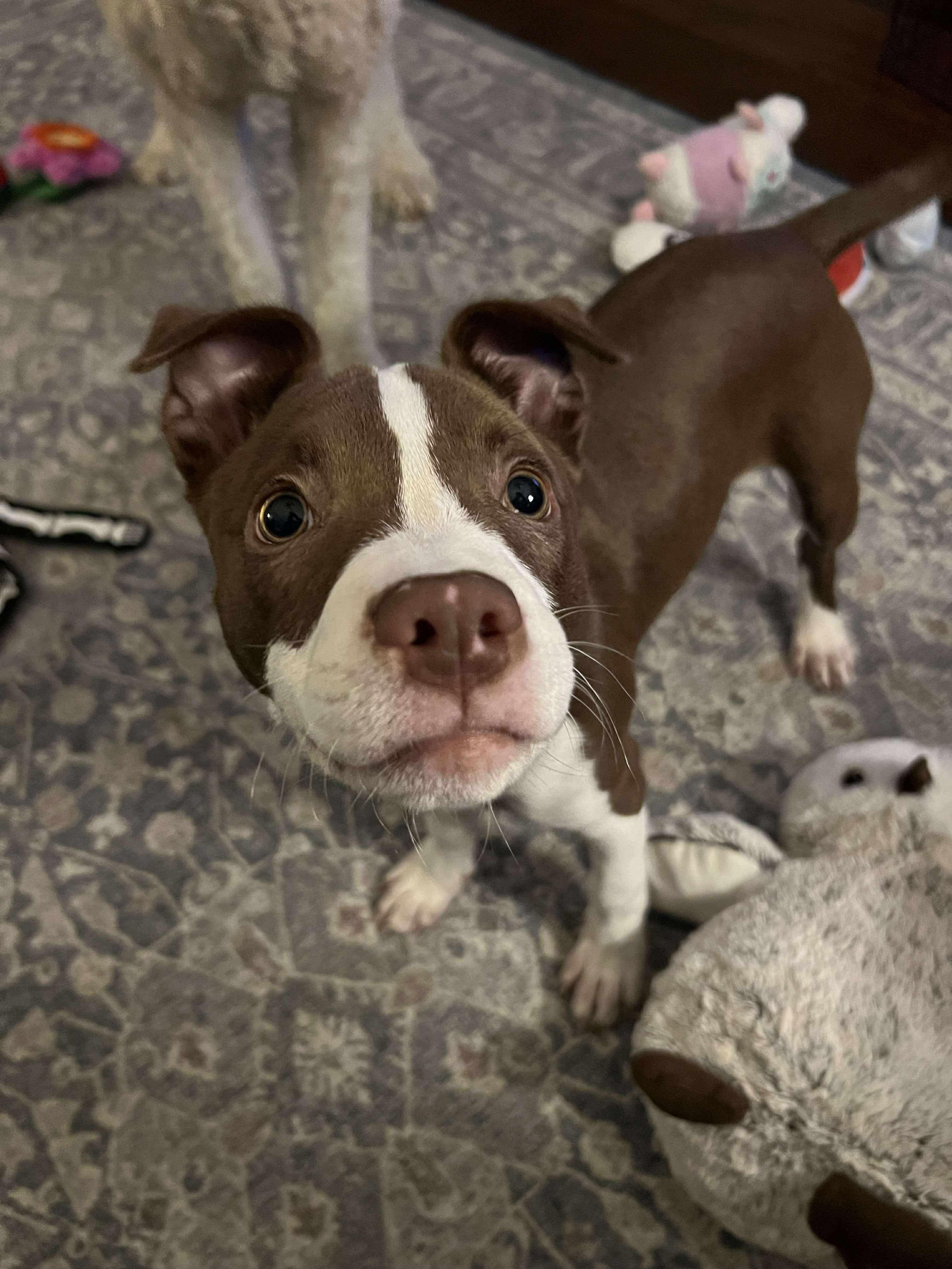 Potato (Lauren-fostered in TN)