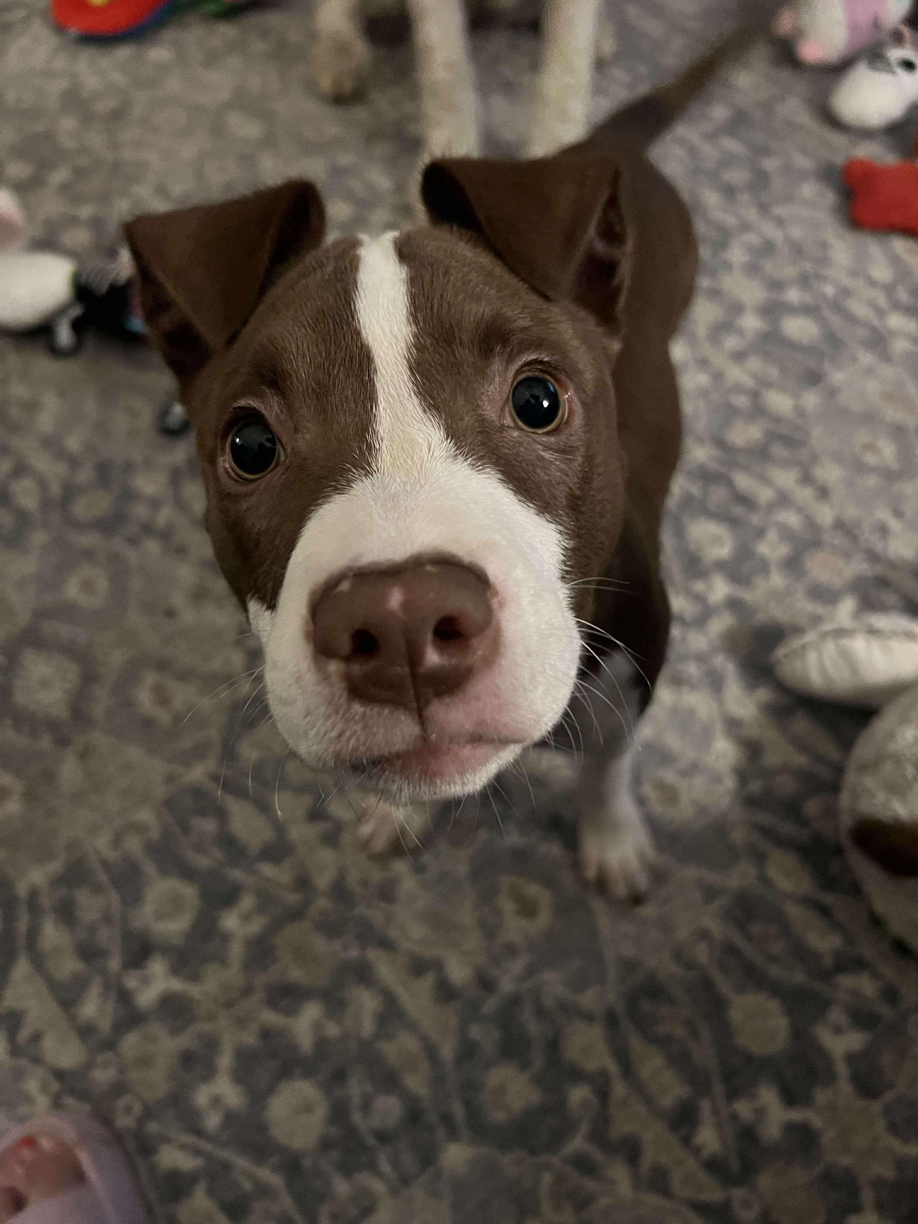 Potato (Lauren-fostered in TN)