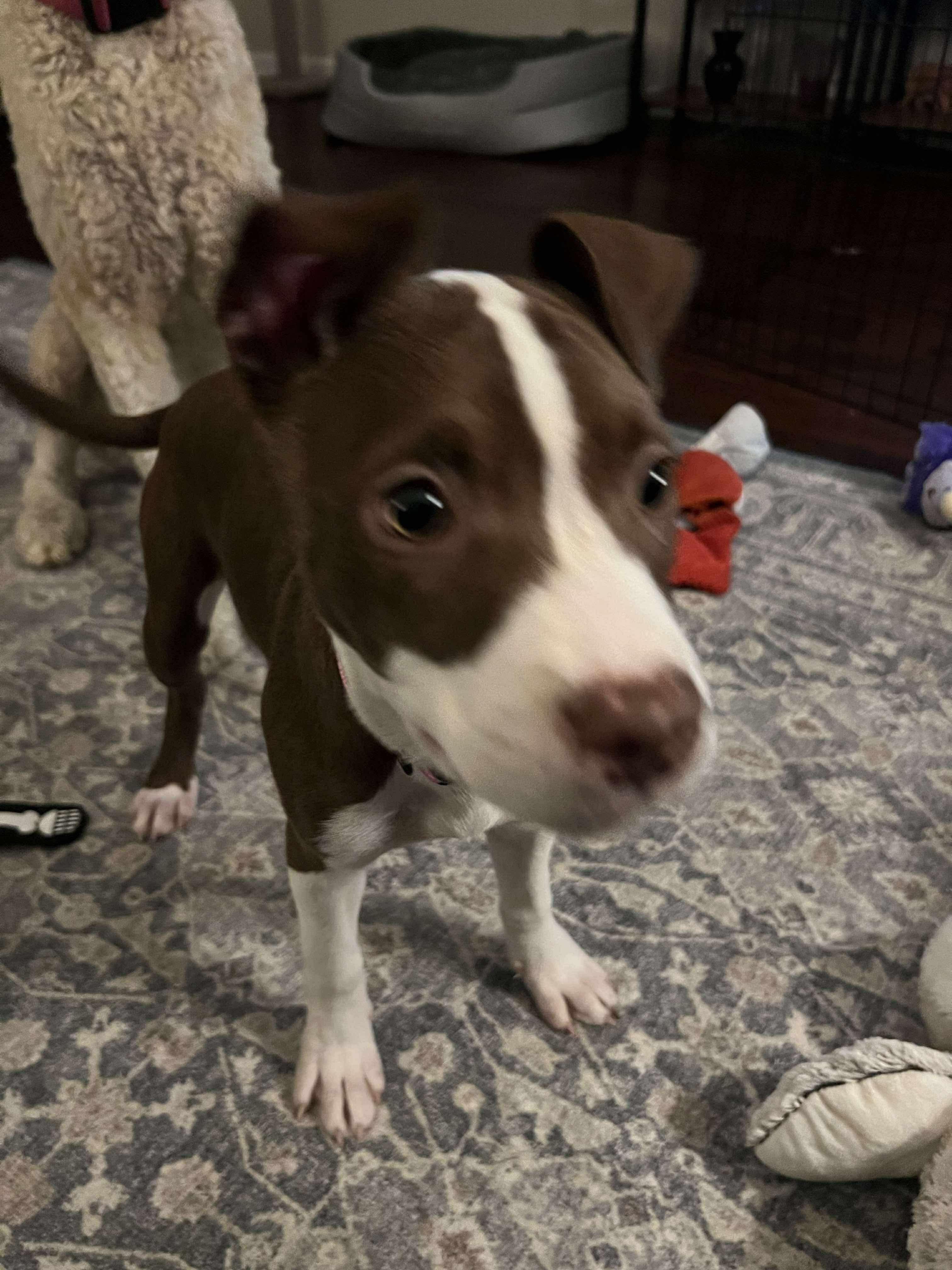 Potato (Lauren-fostered in TN)