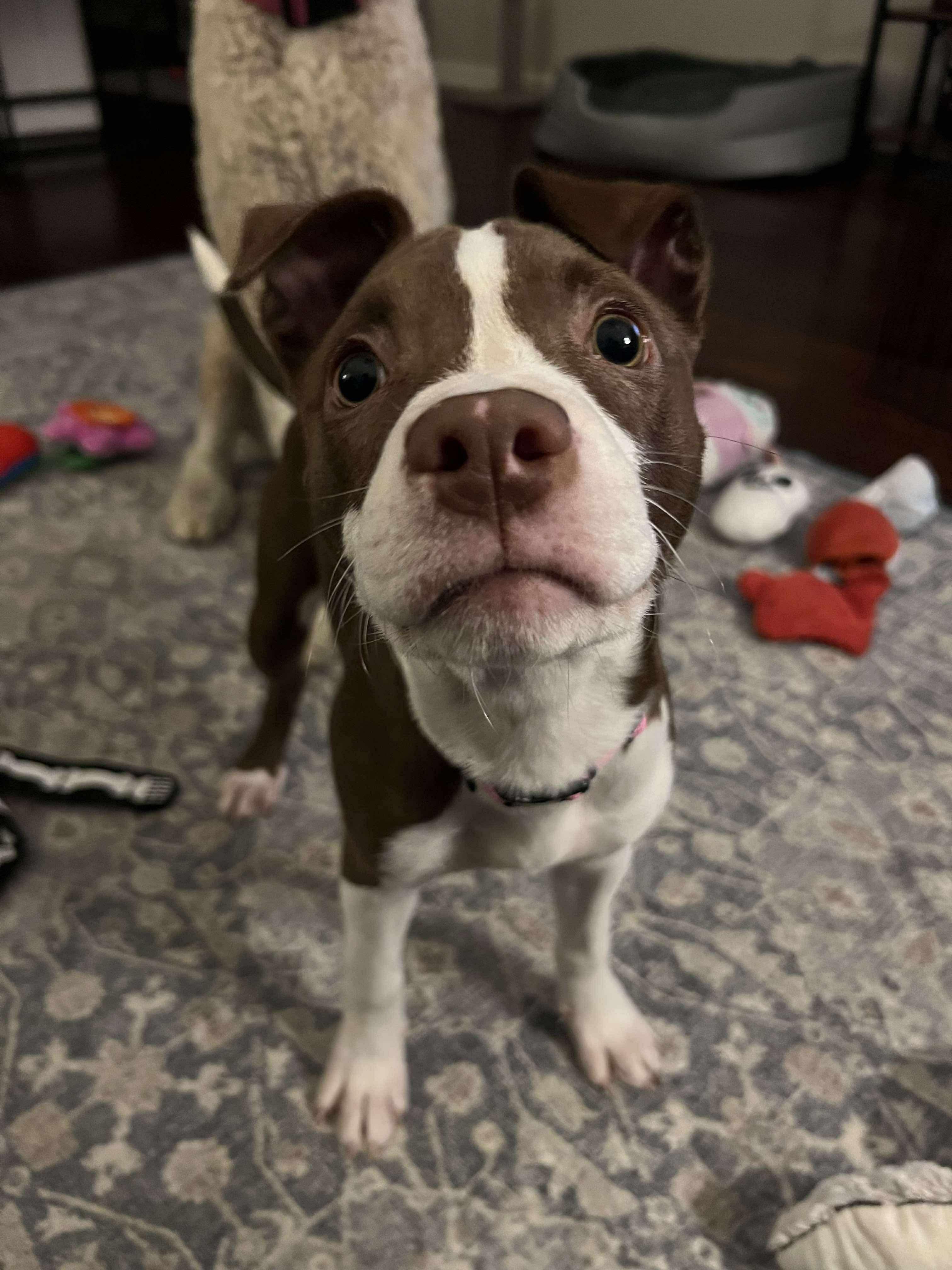 Potato (Lauren-fostered in TN)