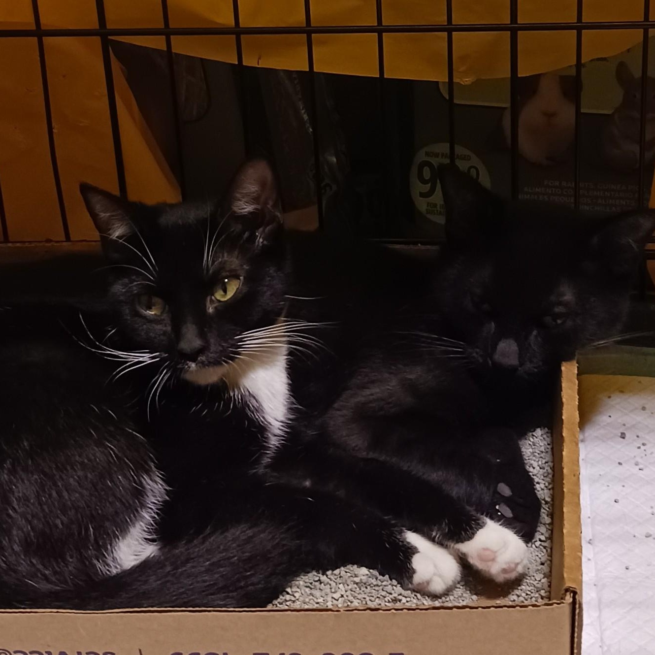 Yuki & Yuma B. - Bonded pair