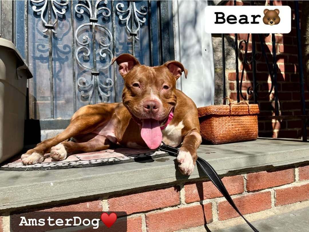 Bear, an adoptable Mixed Breed in fairfield, CT image 1/6