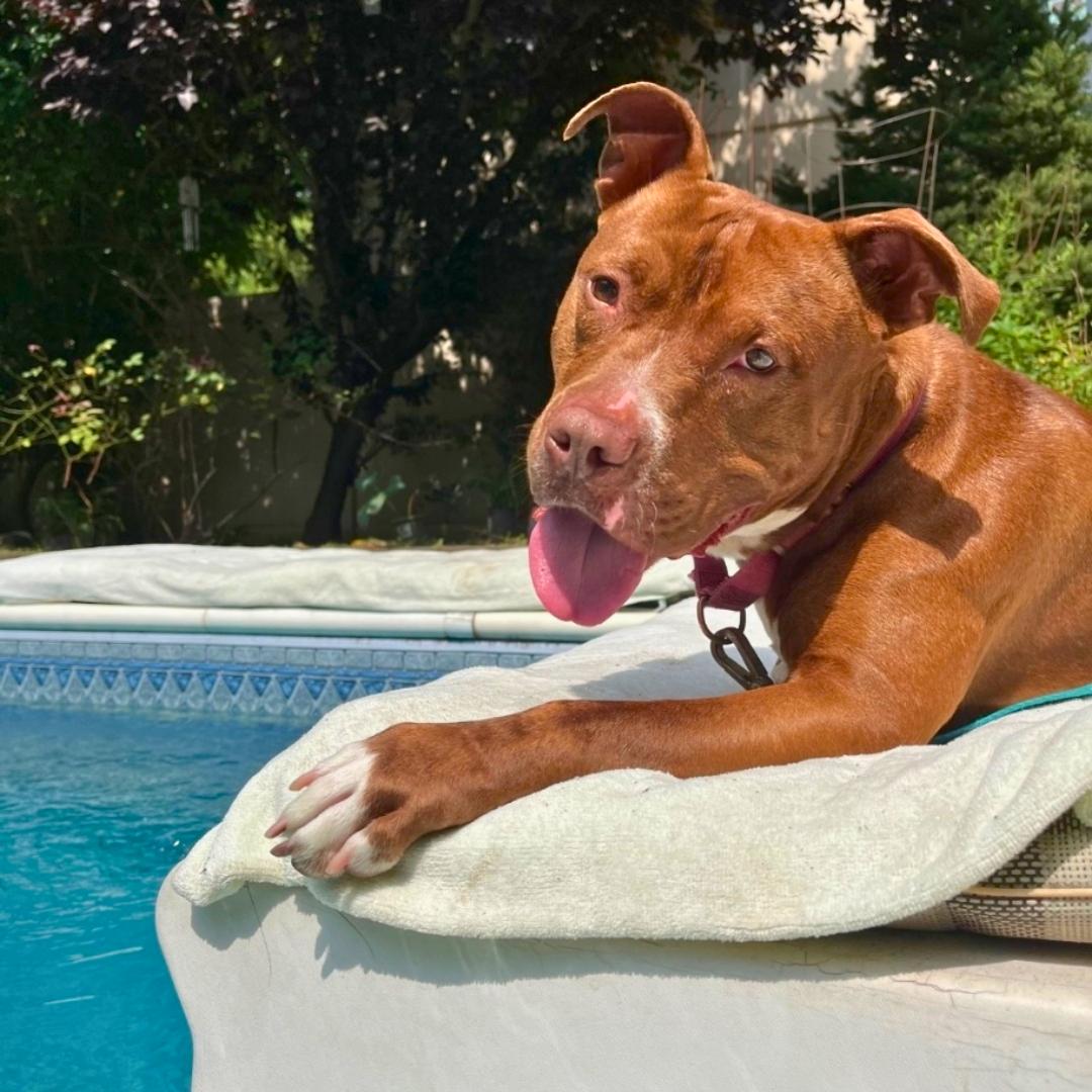 Enlarge Bear, an adoptable Mixed Breed in Jamaica, NY image 1/6
