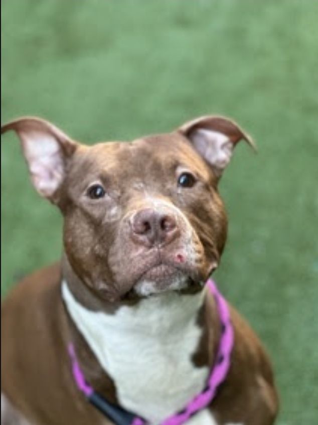 Bear, an adoptable Mixed Breed in fairfield, CT image 2/6