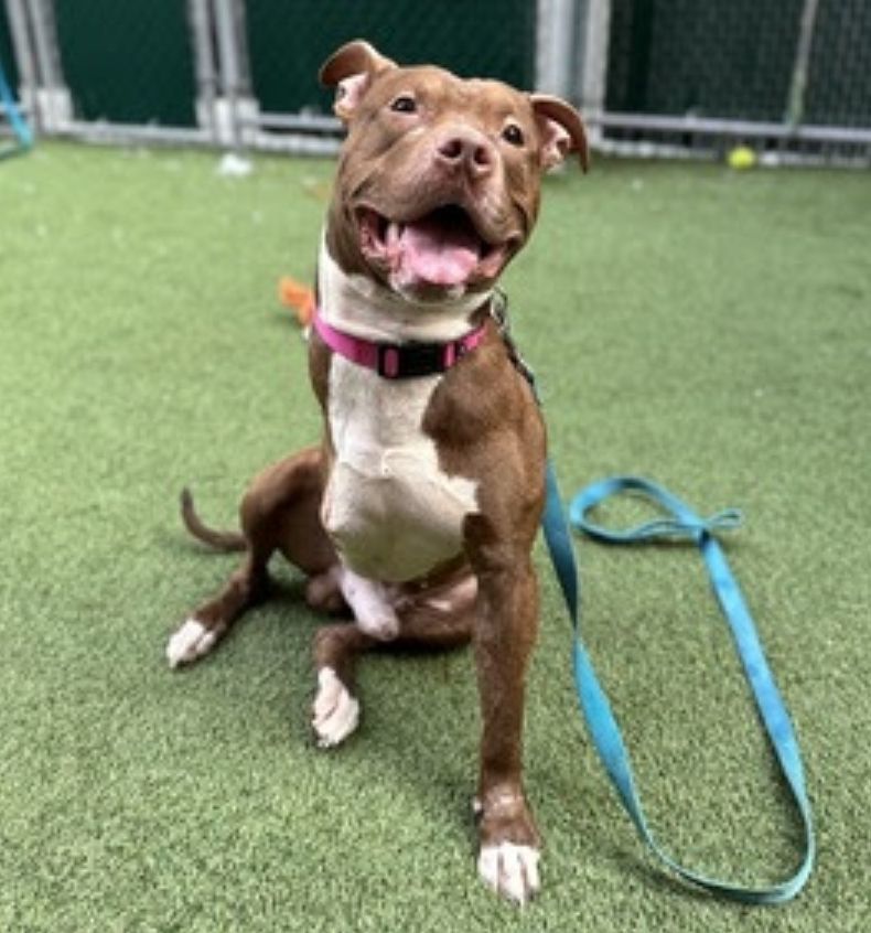 Bear, adoptable, Young Male Mixed Breed.