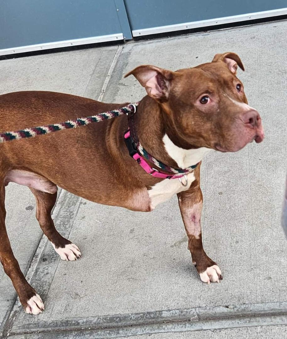 Bear, an adoptable Mixed Breed in fairfield, CT image 4/6