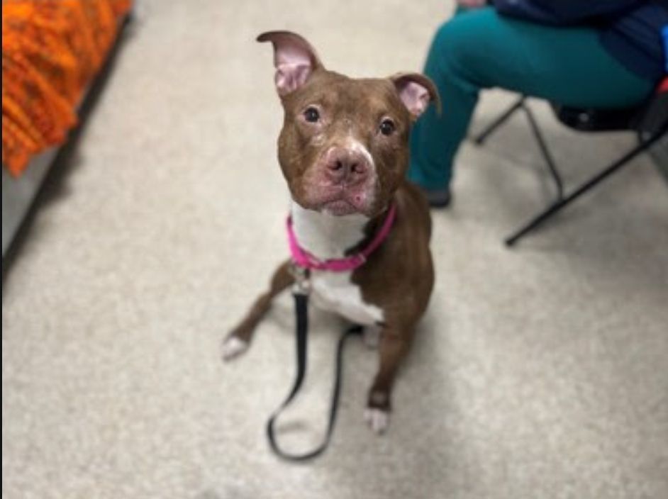 Bear, an adoptable Mixed Breed in fairfield, CT image 5/6