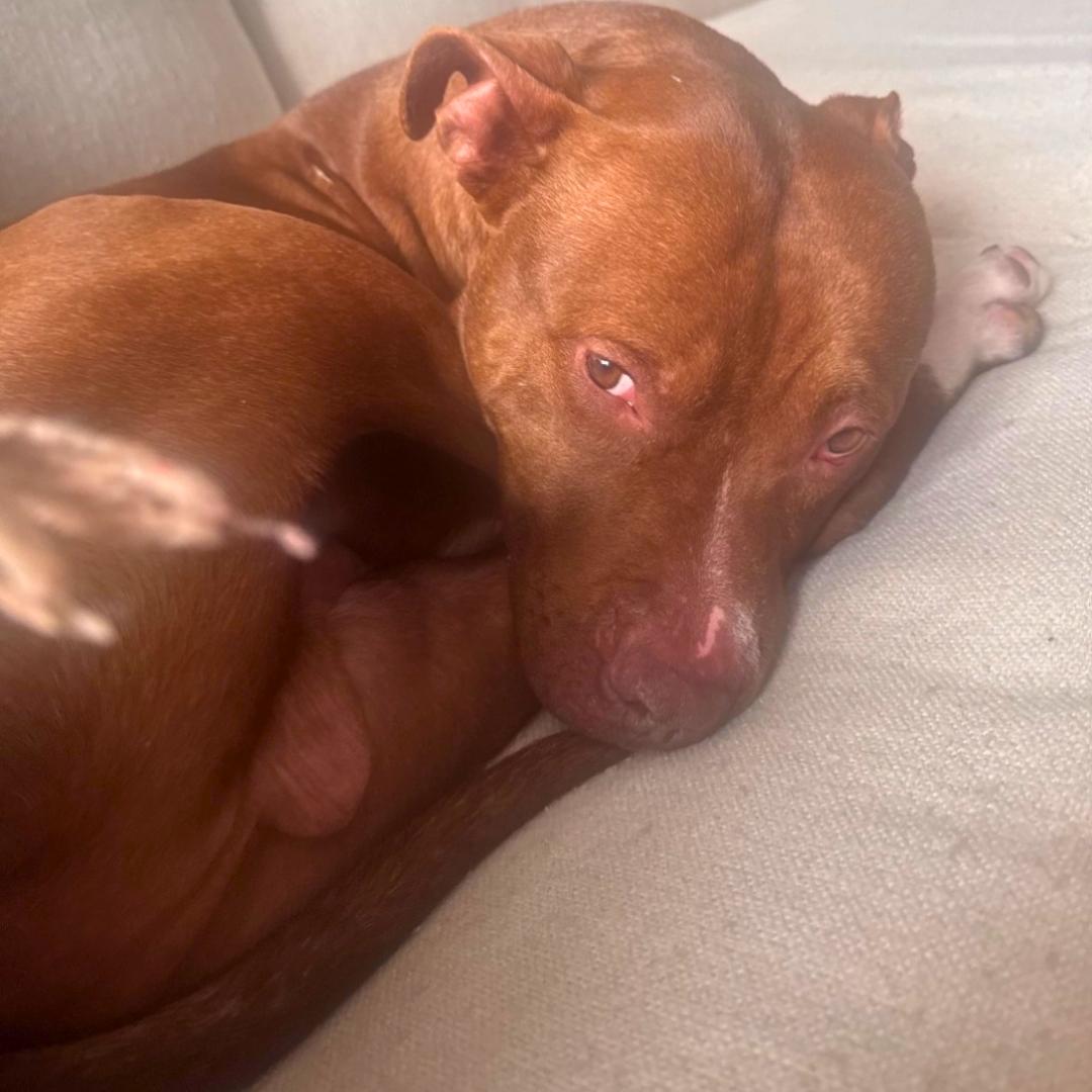 Enlarge Bear, an adoptable Mixed Breed in Jamaica, NY image 4/6