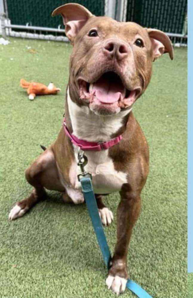 Bear, an adoptable Mixed Breed in fairfield, CT image 6/6