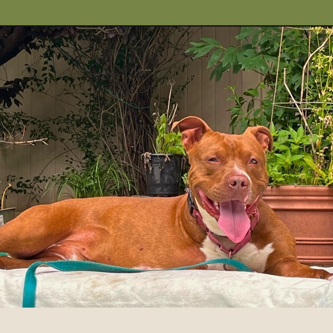 Enlarge Bear, an adoptable Mixed Breed in Jamaica, NY image 3/6