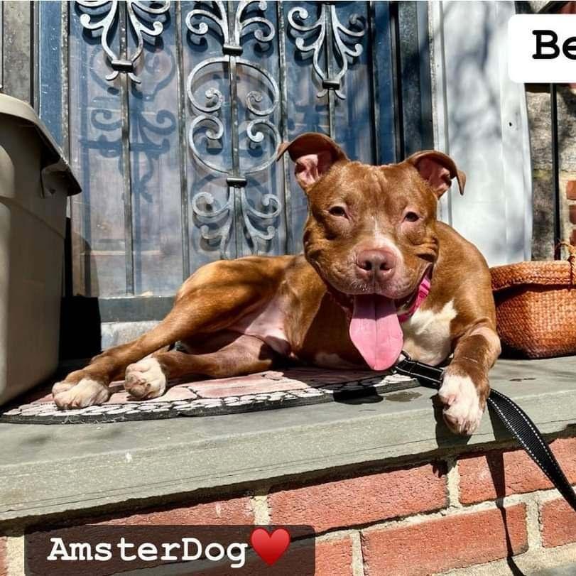 Enlarge Bear, an adoptable Mixed Breed in Jamaica, NY image 5/6