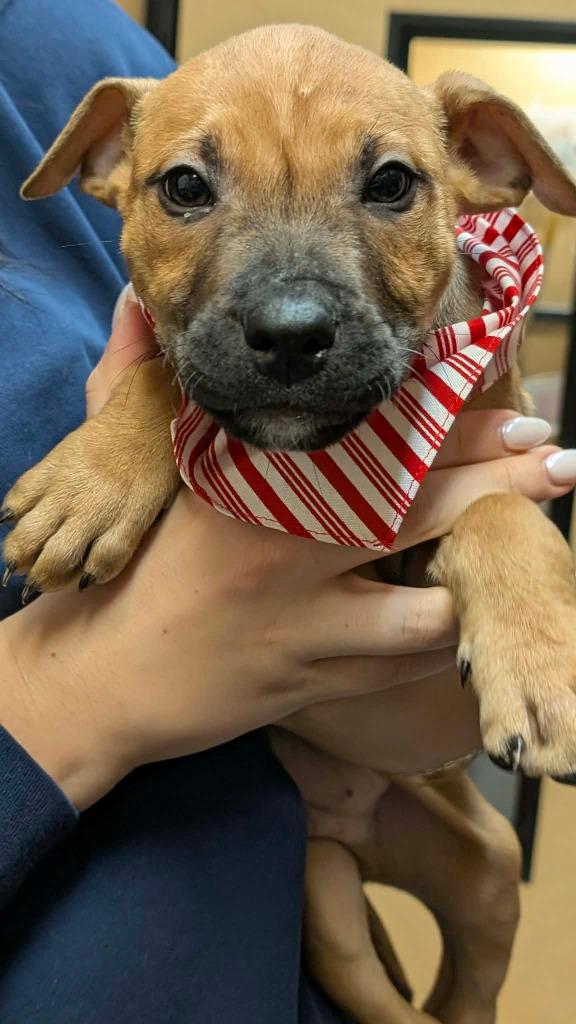 Raphael, Adoptable, Puppy Male Mixed Breed.