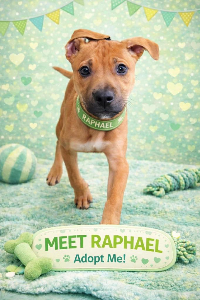 Enlarge Raphael, a Adoptable mixed breed in Warren, MI image 2/6