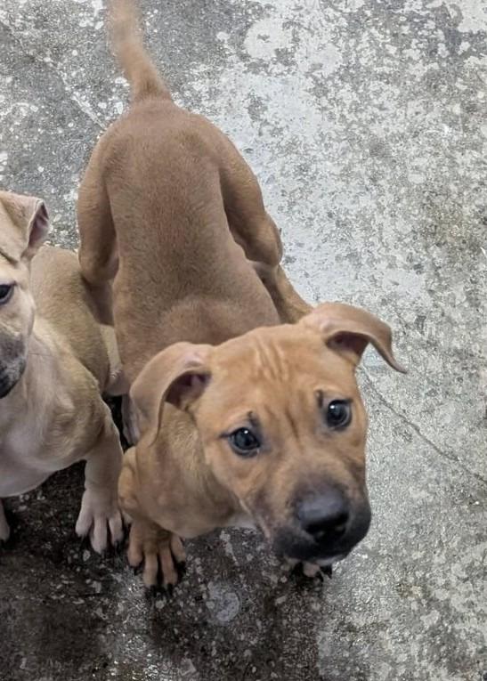 Enlarge Raphael, a Adoptable mixed breed in Warren, MI image 4/6