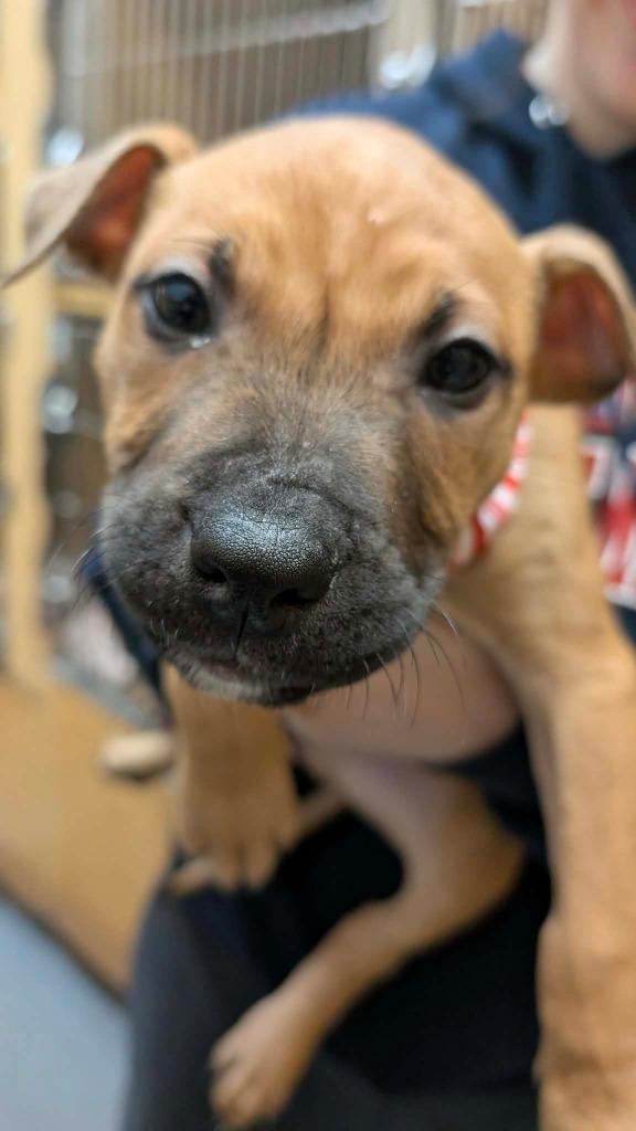 Enlarge Raphael, a Adoptable mixed breed in Warren, MI image 5/6