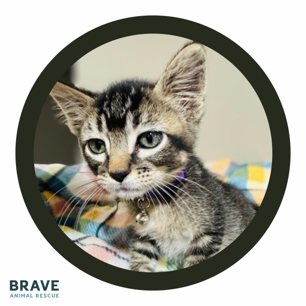 J.J. McCarthy, Adoptable, Kitten Male Domestic Short Hair.