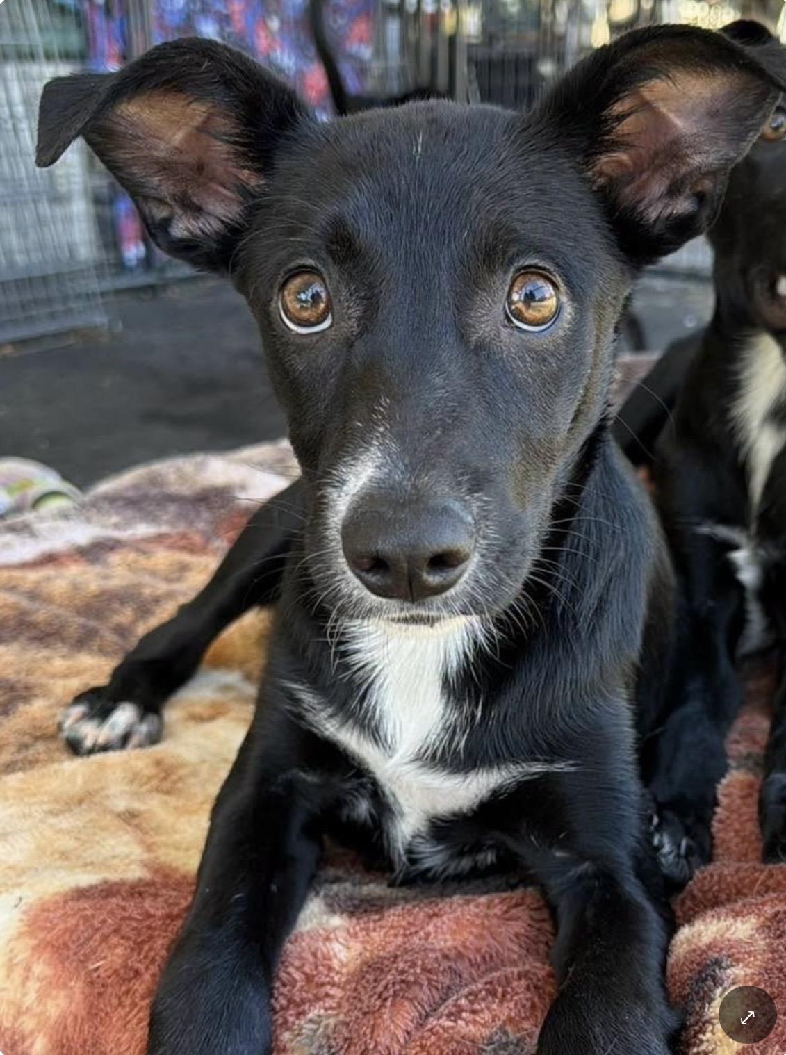 Sunday, Adopted, Puppy Female Border Collie & Black Labrador Retriever.
