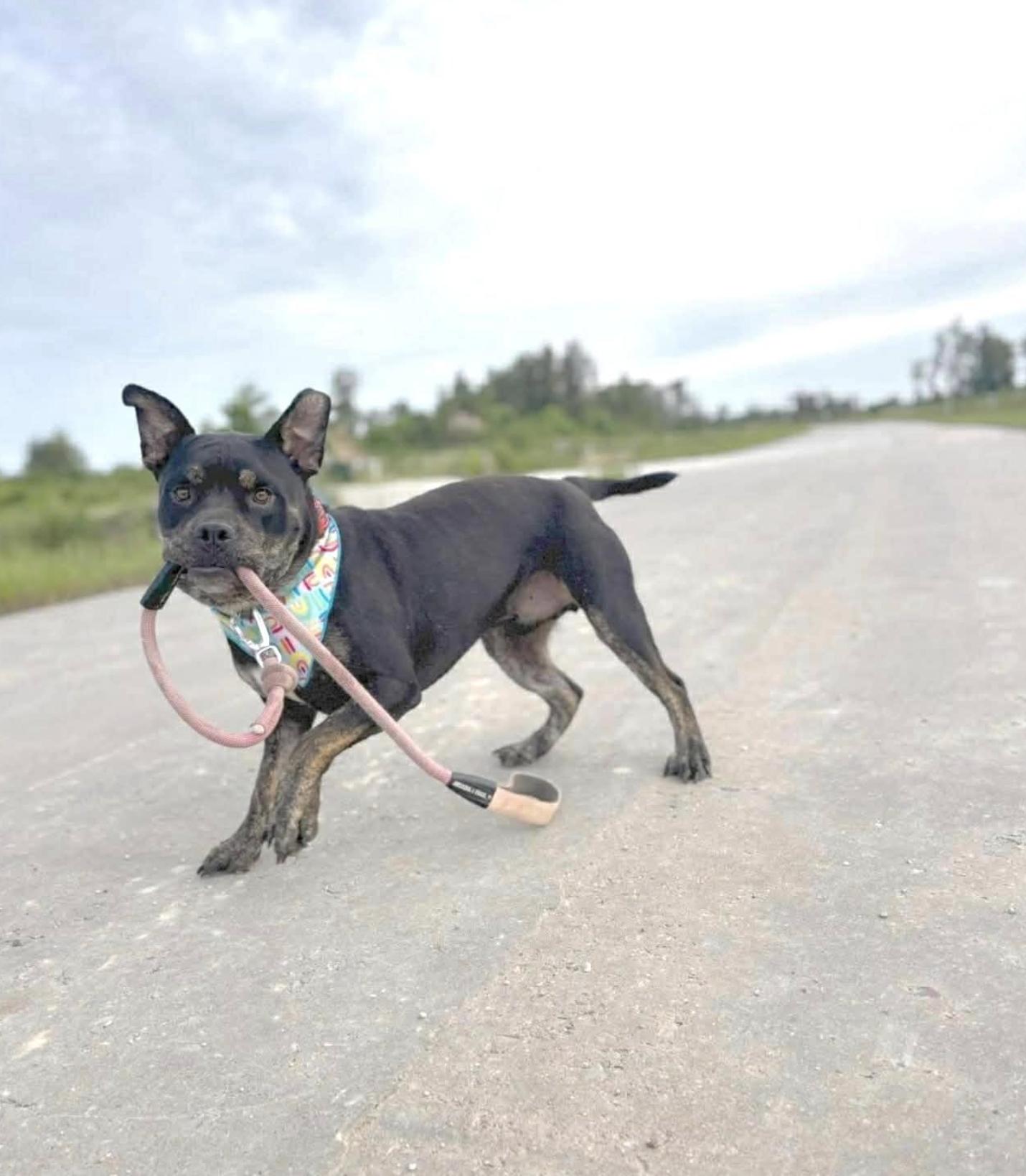 Bear Bjorn — thumbnail 2