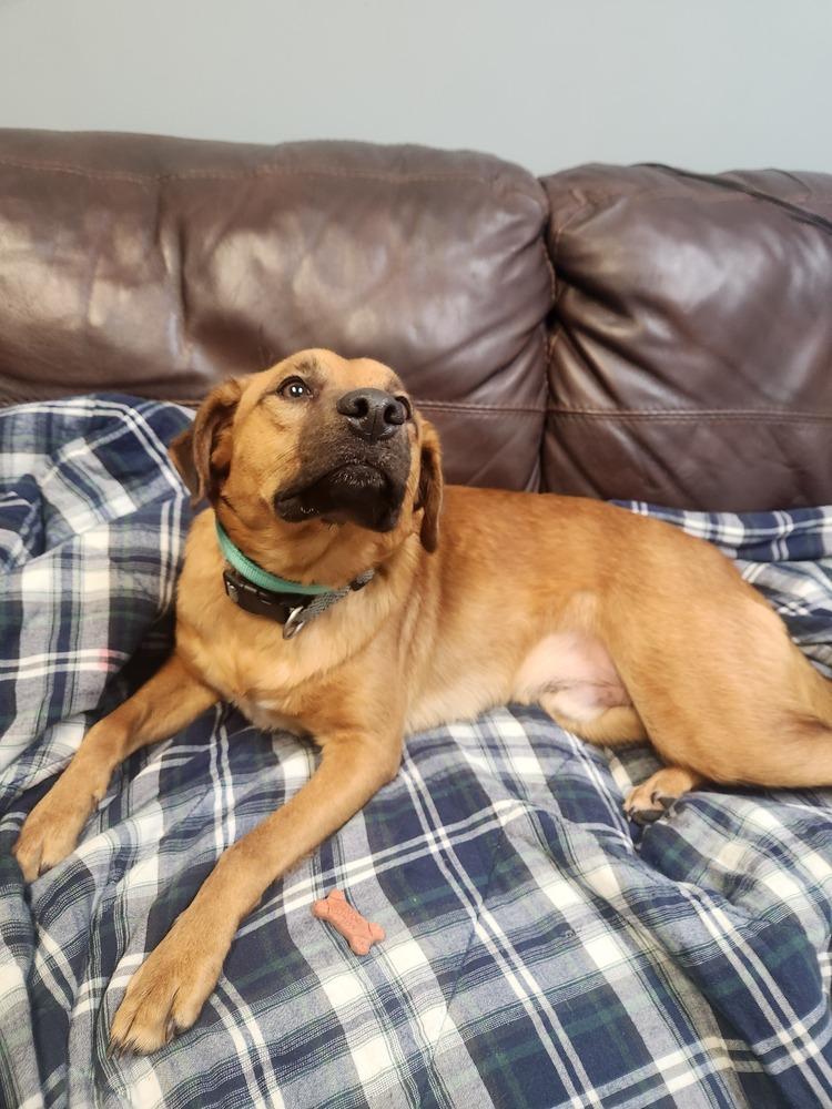LUX, a Adoptable mixed breed in Lexington, TN image 1/3