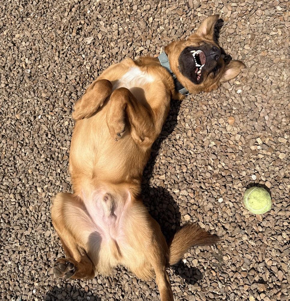 LUX, a Adoptable mixed breed in Lexington, TN image 2/3