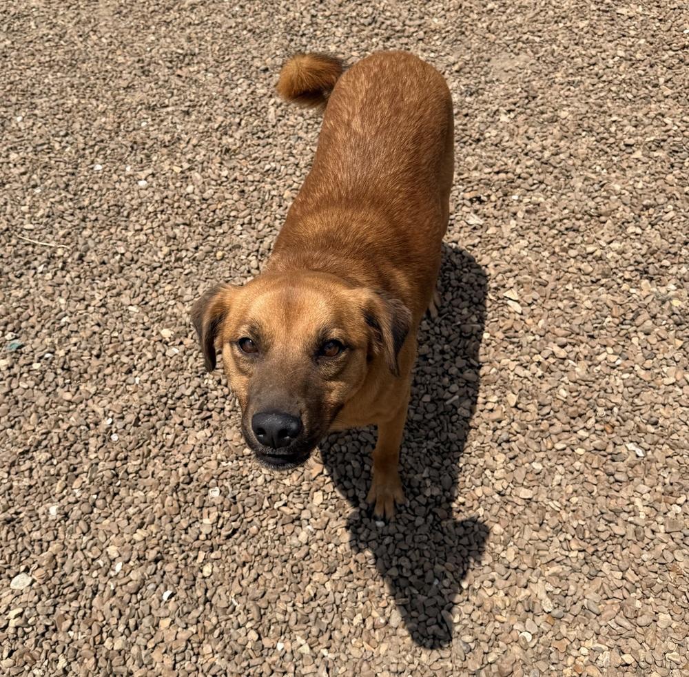 LUX, a Adoptable mixed breed in Lexington, TN image 3/3