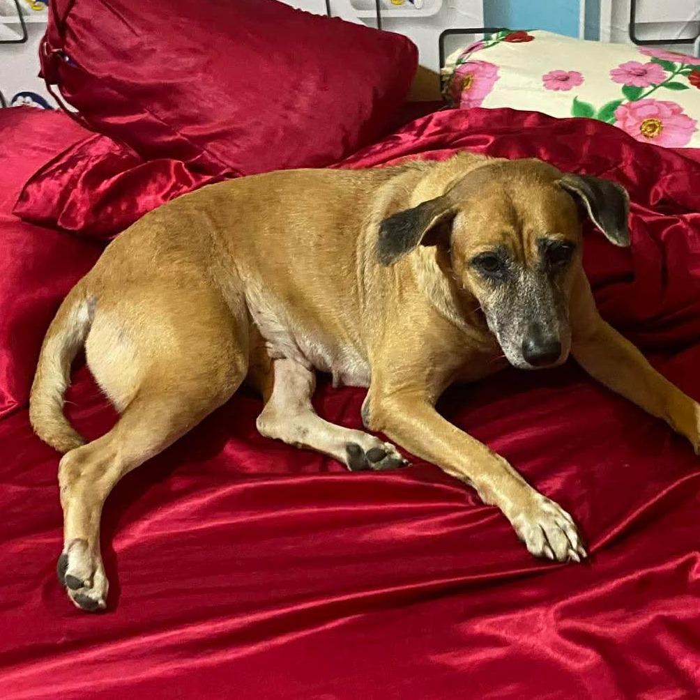 Enlarge Nau, a Adoptable Thai Ridgeback in Calimesa, CA image 1/2