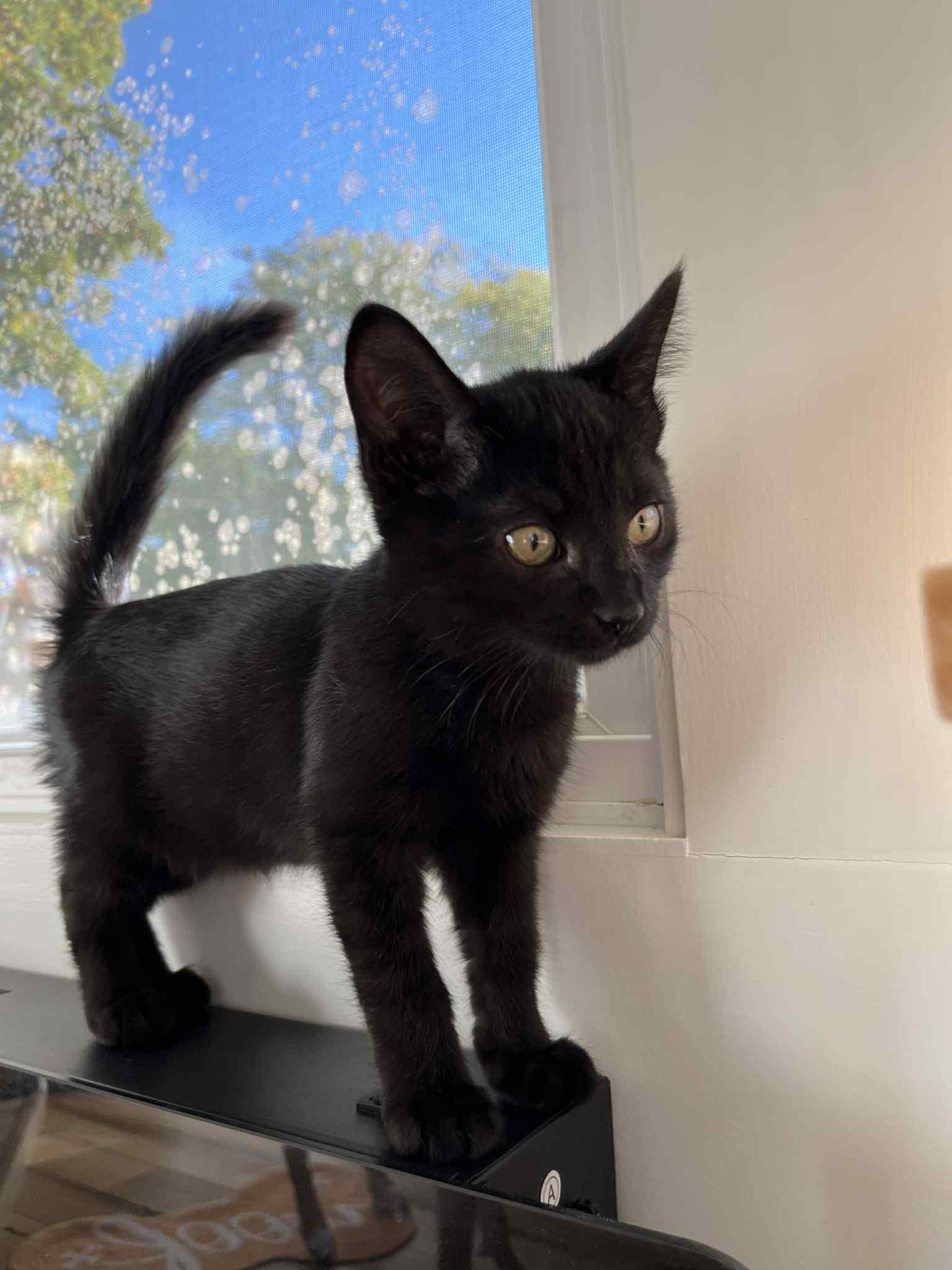 Sharpie, a Adopted Domestic Short Hair in Medina, OH image 1/3