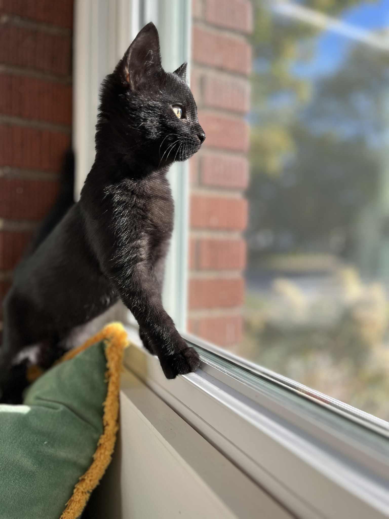 Sharpie, a Adopted Domestic Short Hair in Medina, OH image 3/3