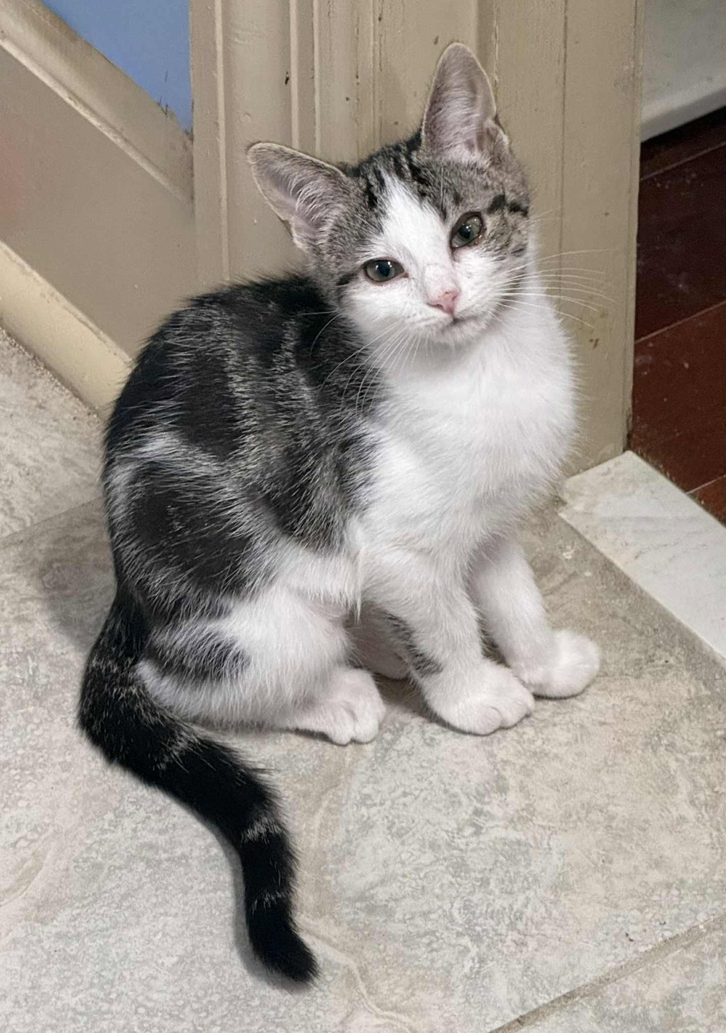 Enlarge CHARLOTTE, a Adopted Tabby in Capshaw, AL image 1/3
