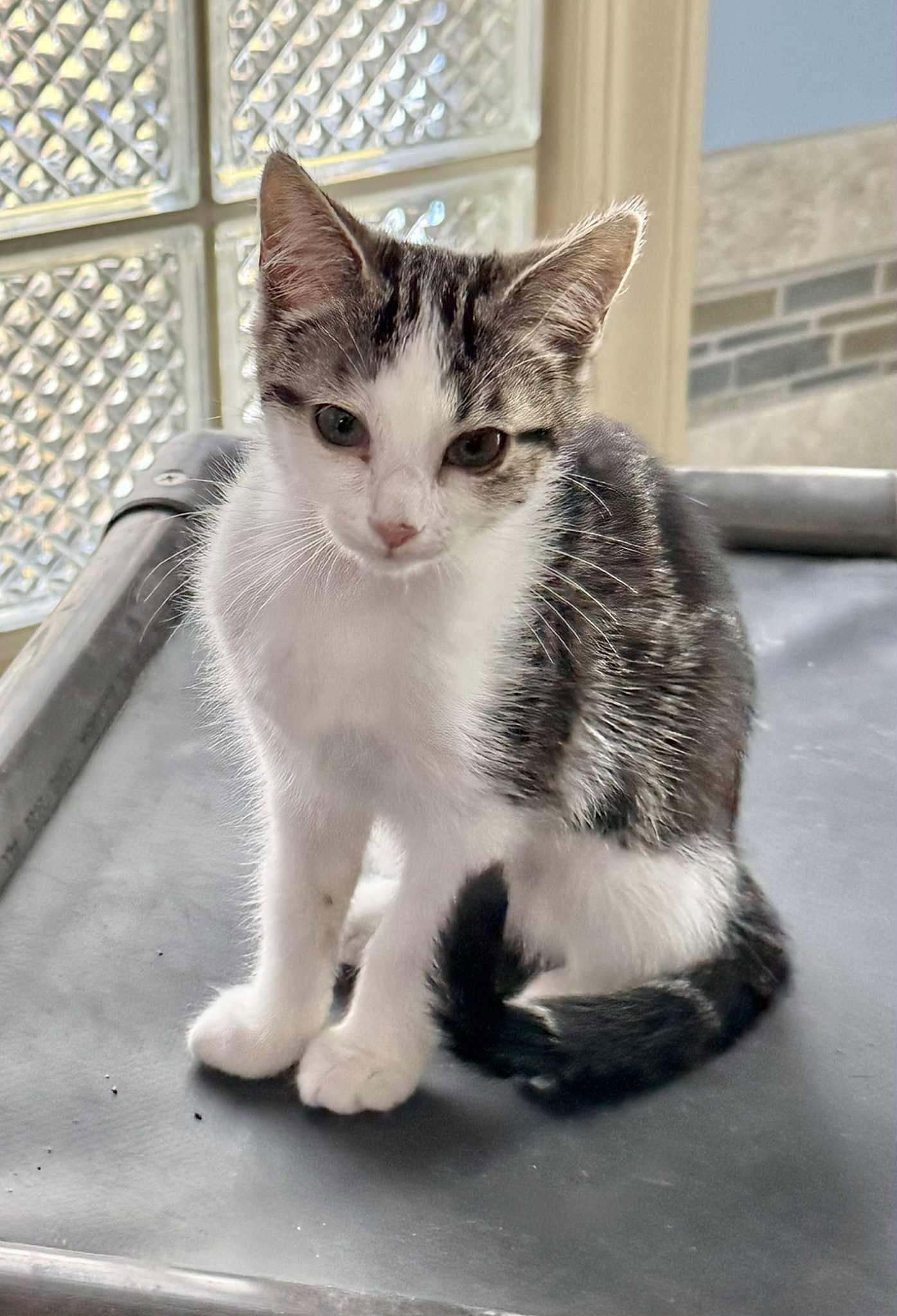 Enlarge CHARLOTTE, a Adopted Tabby in Capshaw, AL image 2/3