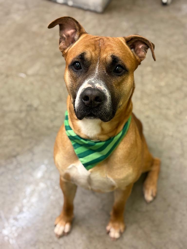 Enlarge Kahn, a Adoptable mixed breed in St. Helens, OR image 4/5