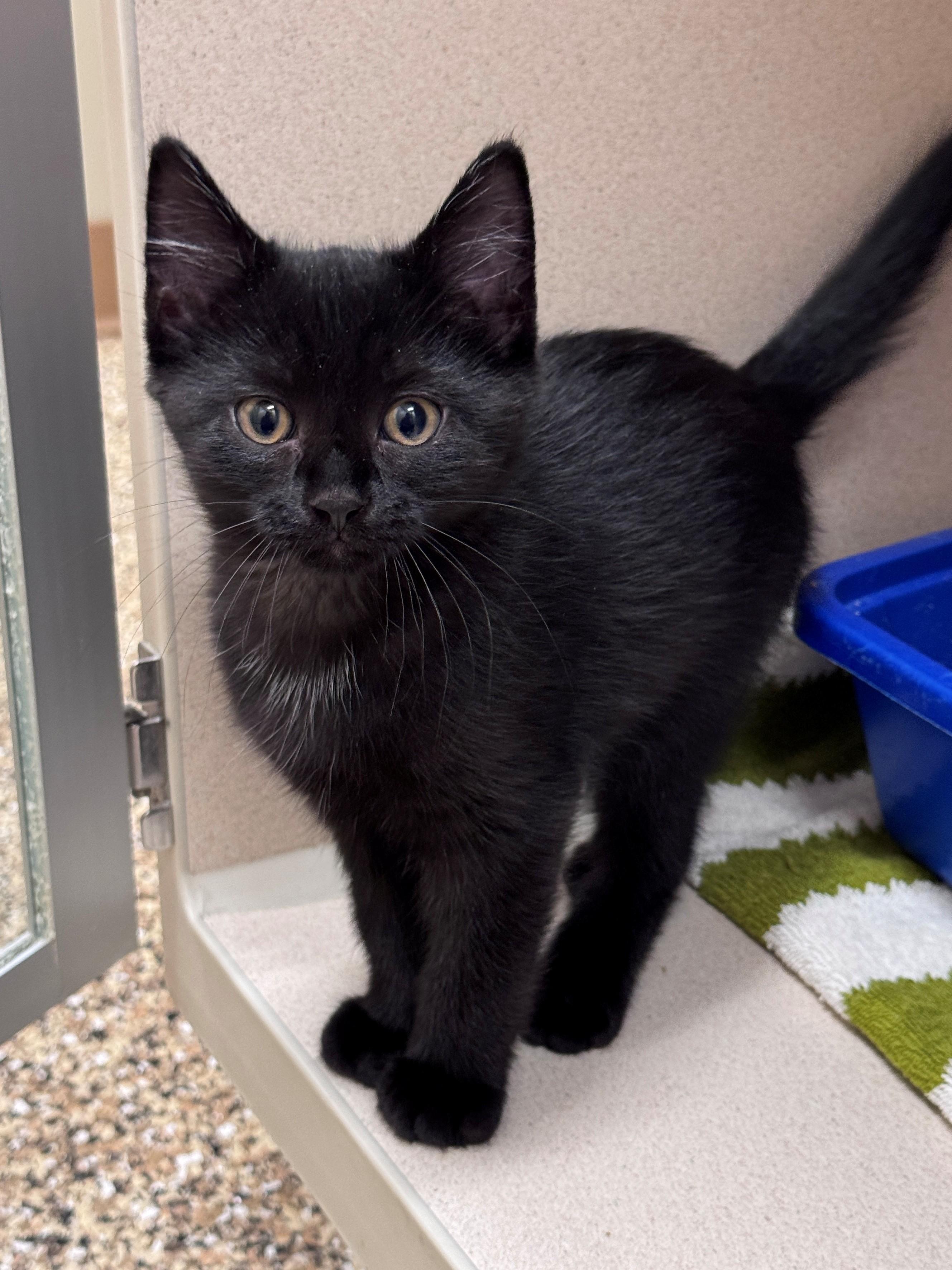 Enlarge Newton, a Adopted mixed breed in Hackensack, MN image 1/1