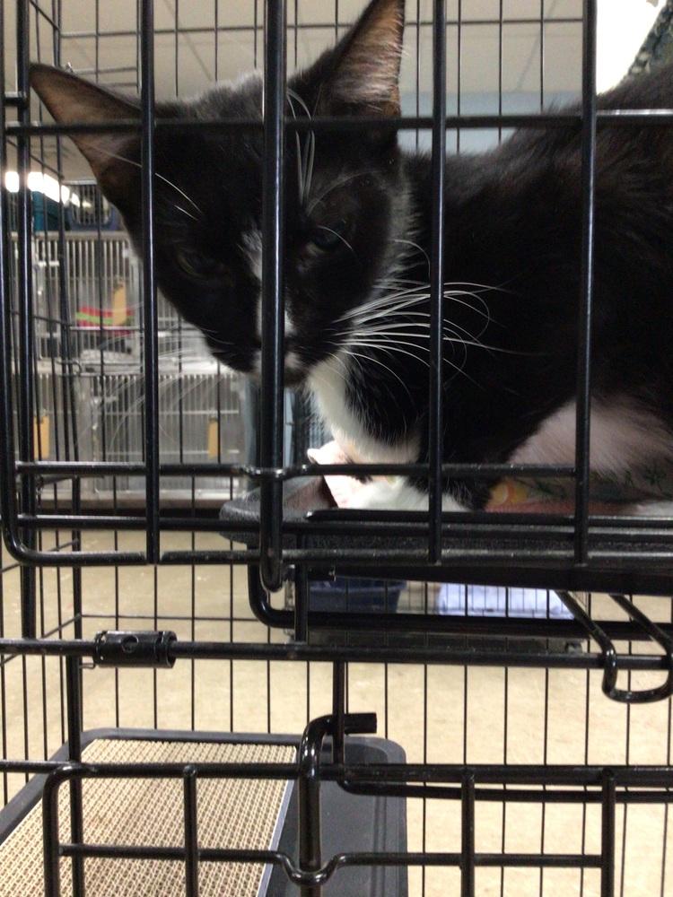 Sabrina, Adoptable, Young Female Domestic Short Hair.