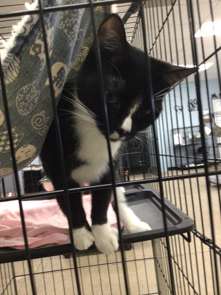 Enlarge Sabrina, a Adoptable Domestic Short Hair in Logansport , IN image 2/2