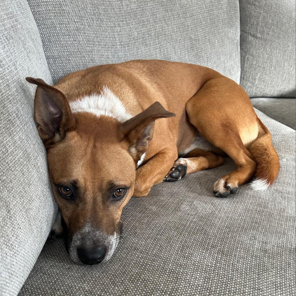 Mooney, Adoptable, Adult Male Cattle Dog & Boxer.