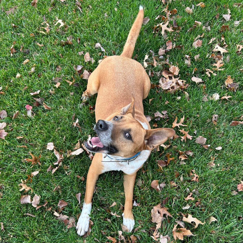 Mooney, a Adoptable mixed breed in Potomac, MD image 2/6
