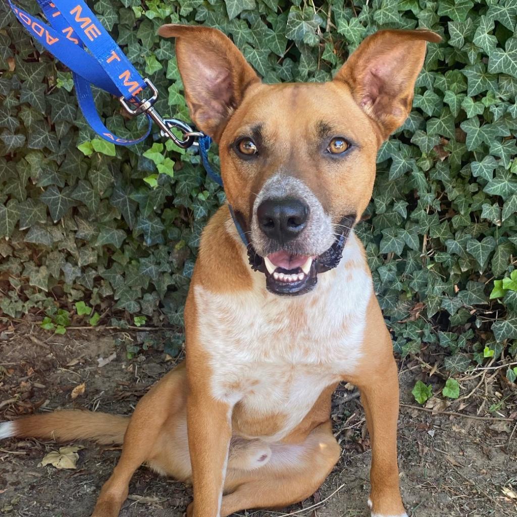 Mooney, a Adoptable mixed breed in Potomac, MD image 3/6