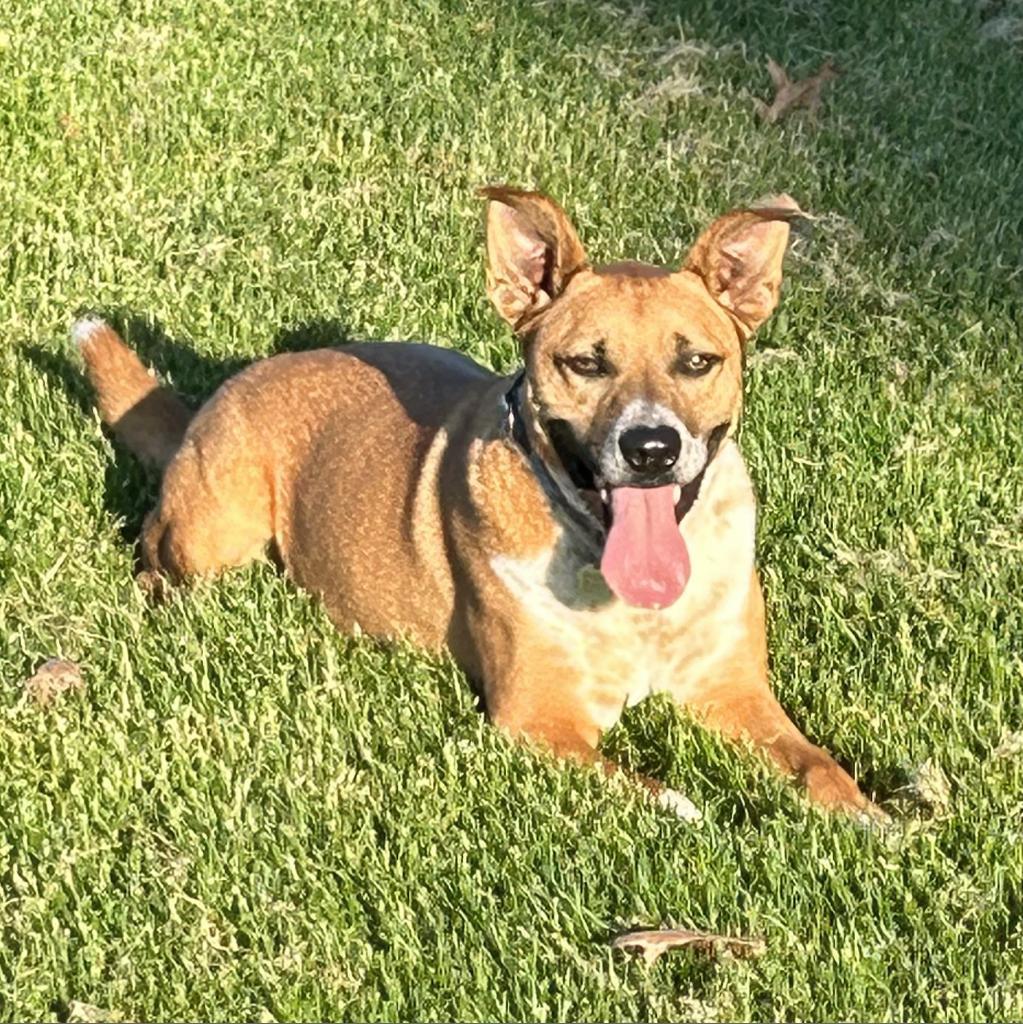 Enlarge Mooney, a Adoptable mixed breed in Potomac, MD image 1/6