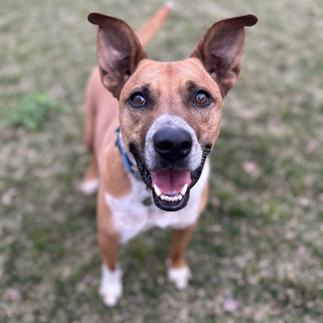Enlarge Mooney, a Adoptable mixed breed in Potomac, MD image 2/6