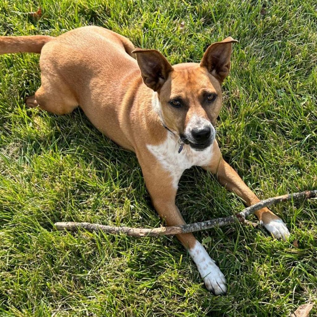 Mooney, a Adoptable mixed breed in Potomac, MD image 5/6